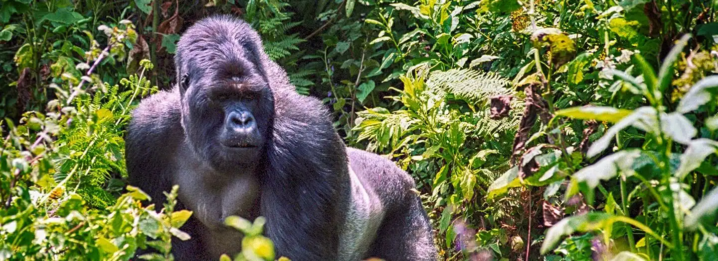 Volcanoes National Park Rwanda
